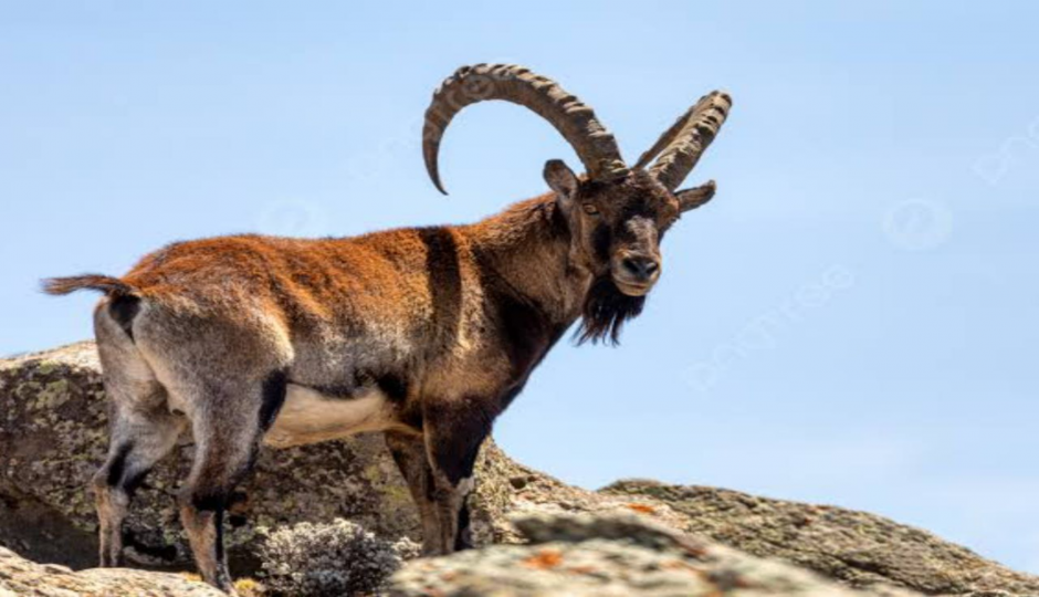 4 Days Simien Mountain Trekking & Wildlife Tour