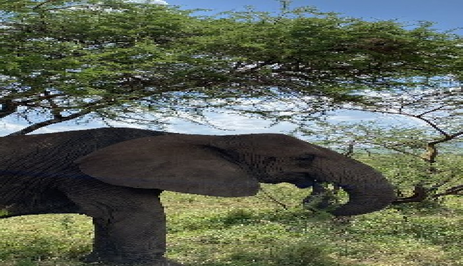 Slides Images for Group Tour Tarangire Wildlife Tour