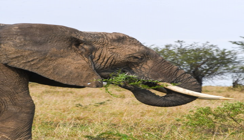 3-Day Serengeti & Ngorongoro Crater Safari