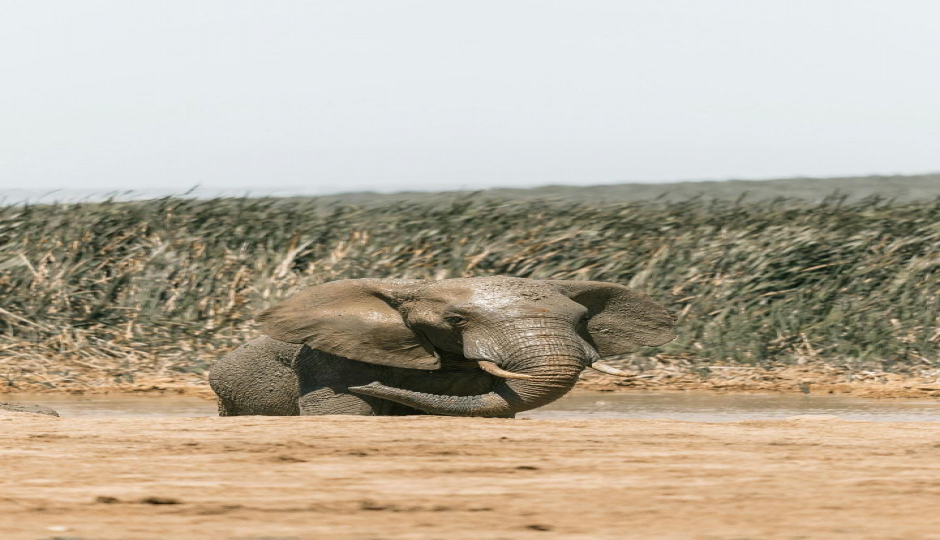 Slides Images for  3-Day Born To Be Wild – Luxury Birthday Safari