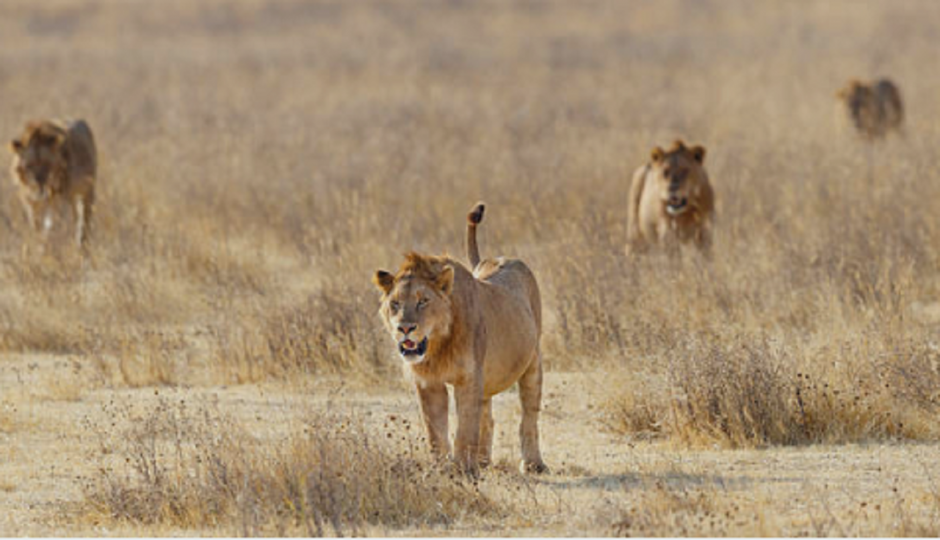 Slides Images for The Best 3 Days Tanzania Safari To Serengeti & Ngorongoro Crater