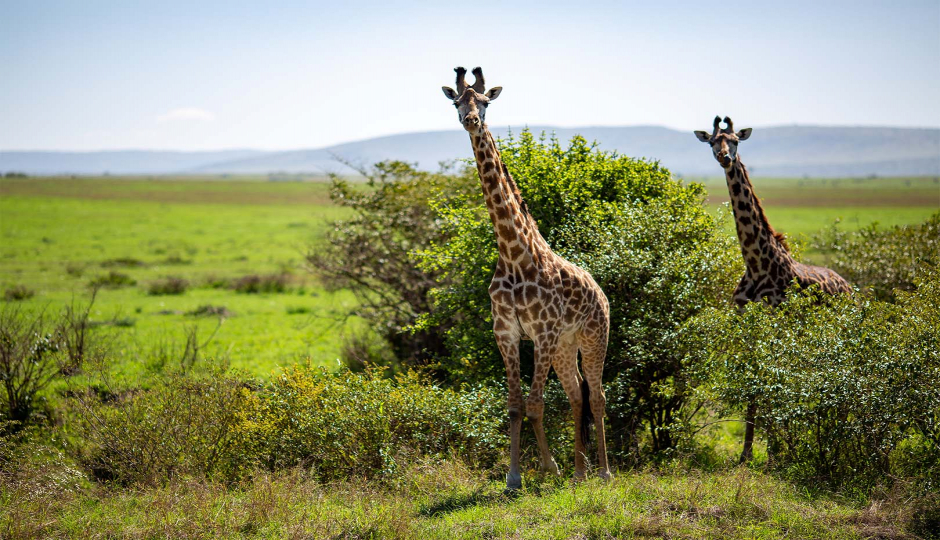 Slides Images for 4 Days Camping Safari In Northern Zone