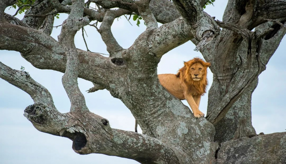 Slides Images for 3 Day Tanzania Camping Safari