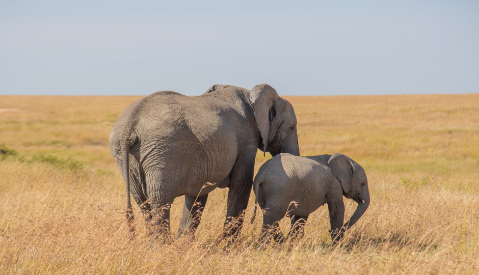 Slides Images for 4days Midrange Northern Zone Safari