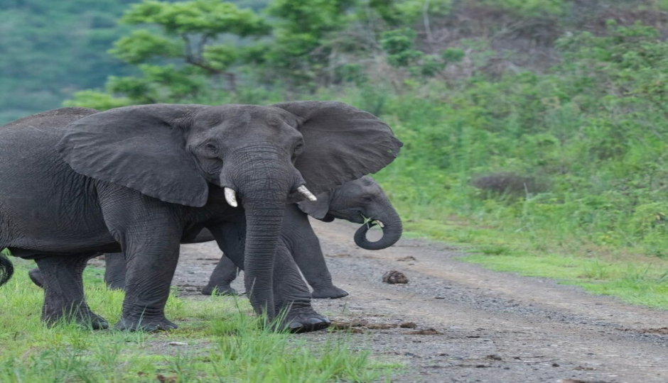 Ethiopia Wildlife Safari | Chebera Churchura Tour