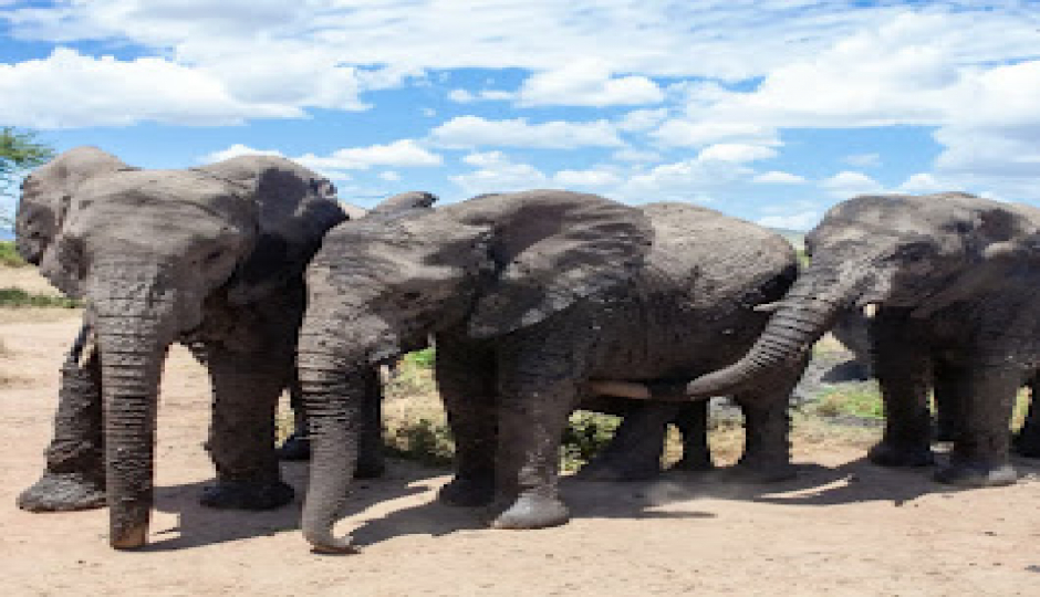 Arusha N.p & Ngorongoro Crater