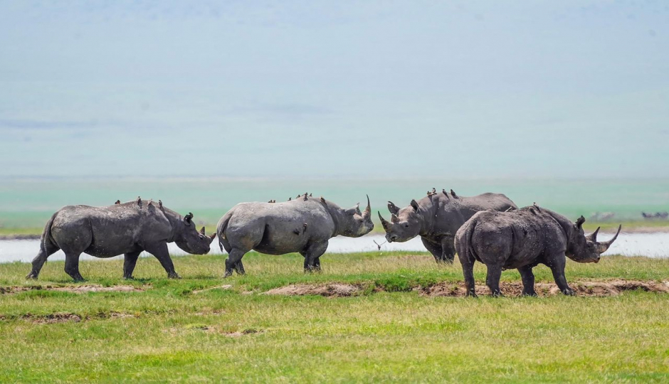 Memorable Safari In Tarangire | Ngorongoro | Manyara 