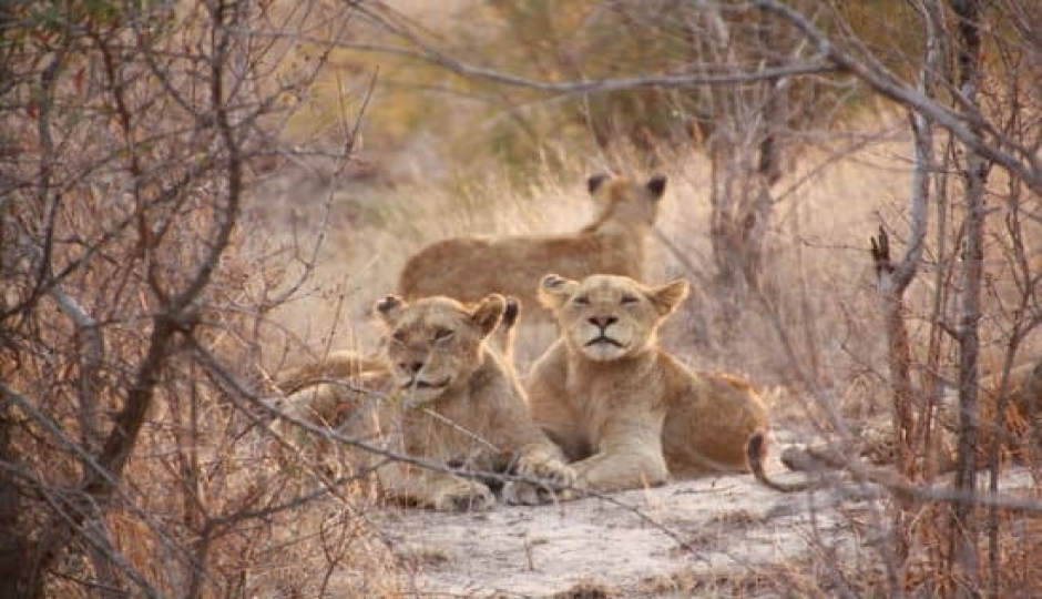 Slides Images for 6 Day Of Exploring The Wilderness In Tanzania