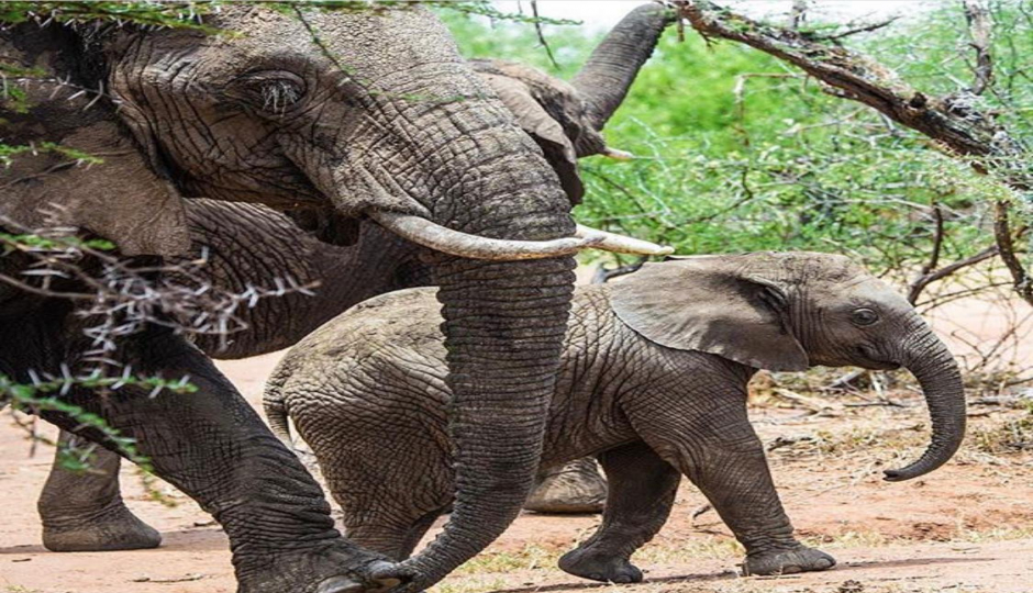 3 Days 2nights  Fly In Zanzibar Tarangire, Manyara & Ngorongoro Crater