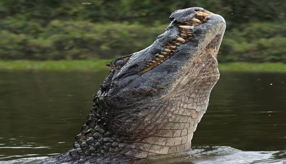 3 Day : Nyerere National Park (ex Selous Game Reserve)