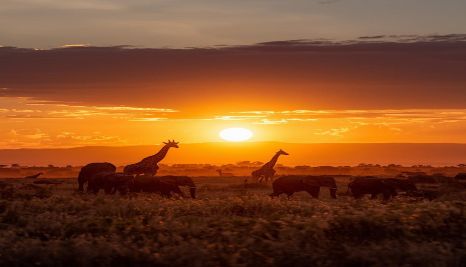 Discover Tarangire: Full-day Safari Adventure