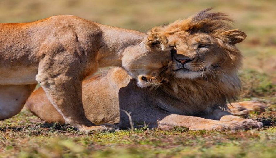 2-Day Tanzania Safari To Ngorongoro And Tarangire Amazing