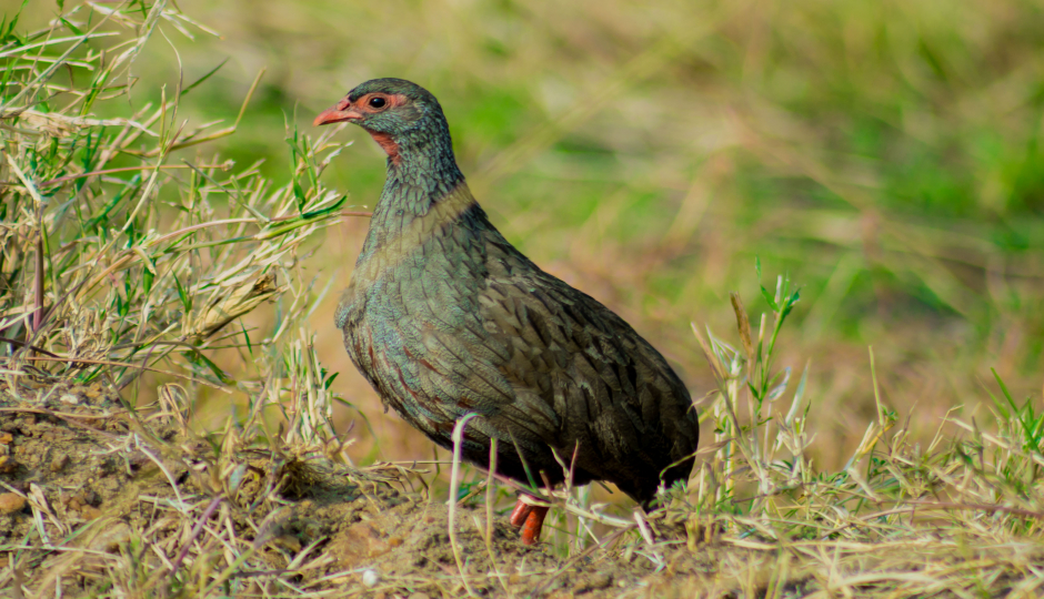 Slides Images for Best 6 Days Safari To Mikumi Np And Ruaha Np