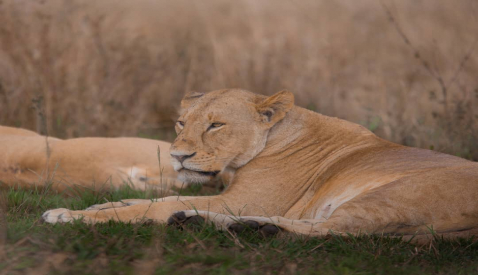 Slides Images for 3-Day Serengeti & Ngorongoro Safari