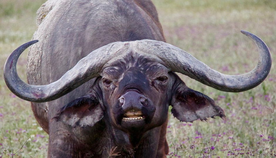 Slides Images for Amazing Wildlife And Cultural Experience Tour_safari