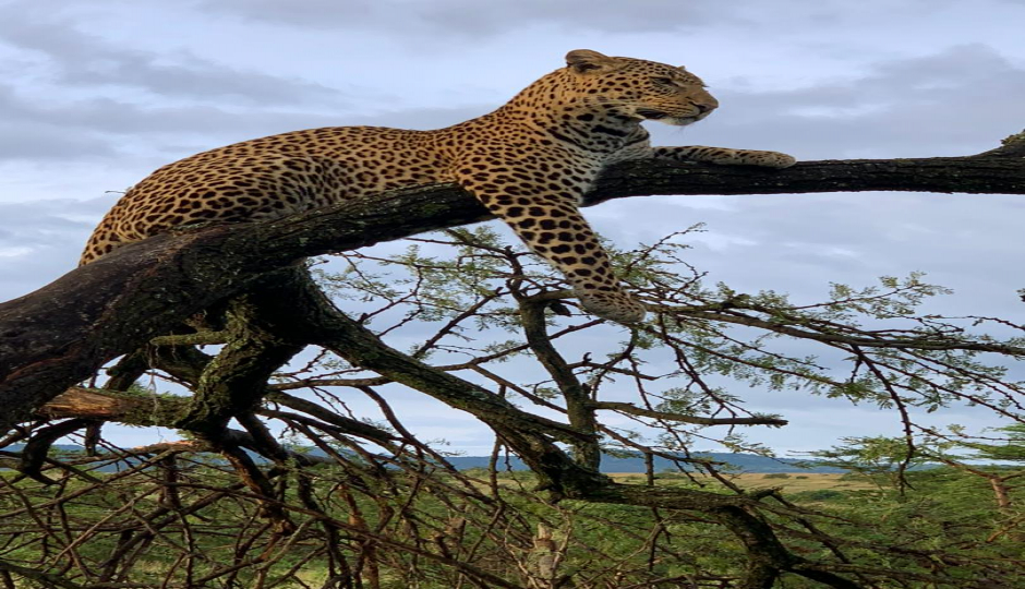 Mchakamchaka Tours