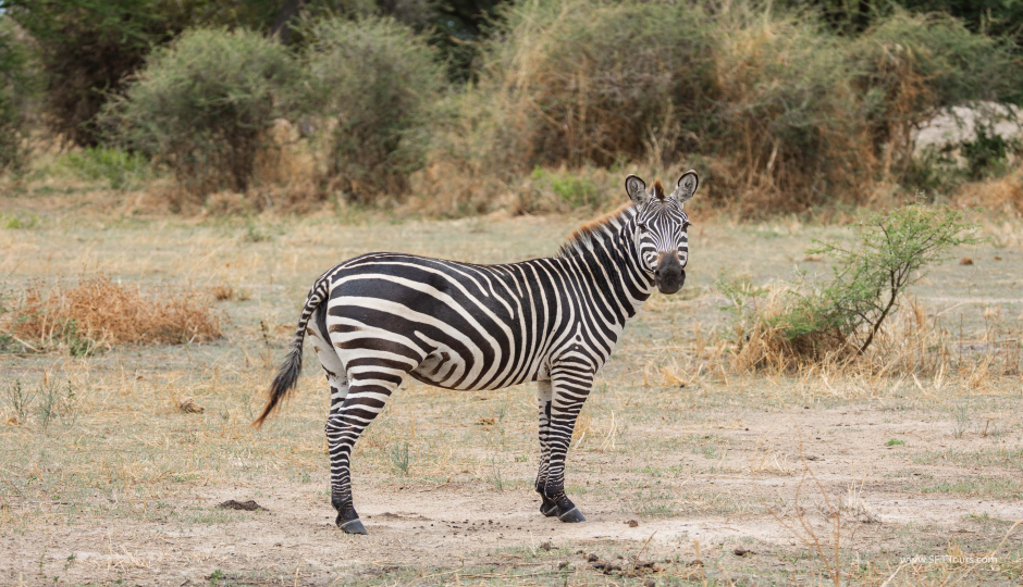 3-Day Great Migration (southern Serengeti & Ngorongoro)
