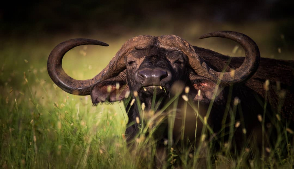 3-Day Serengeti & Ngorongoro Safari