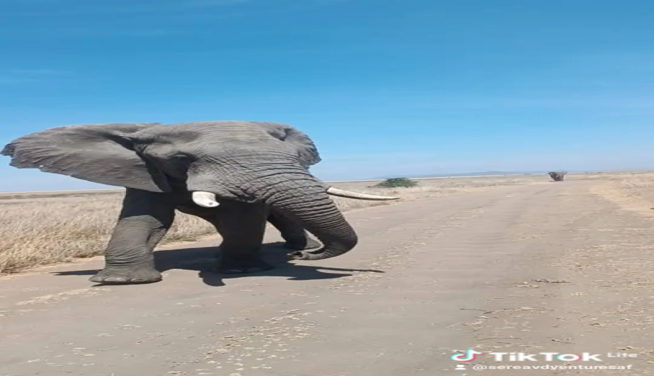 Slides Images for Ngorongoro Crater And Serengeti National Park Tour 
