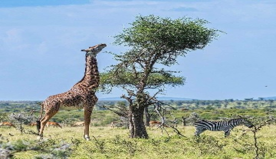 Slides Images for Ndutu Migration Safari Experience (dec–apr)