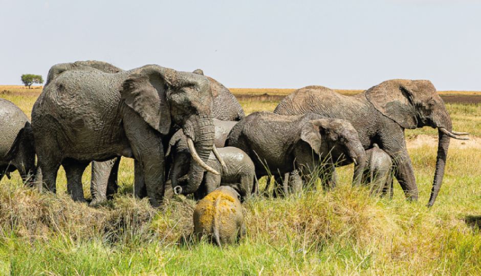 Ultimate 4-Day Tanzania Safari Adventure