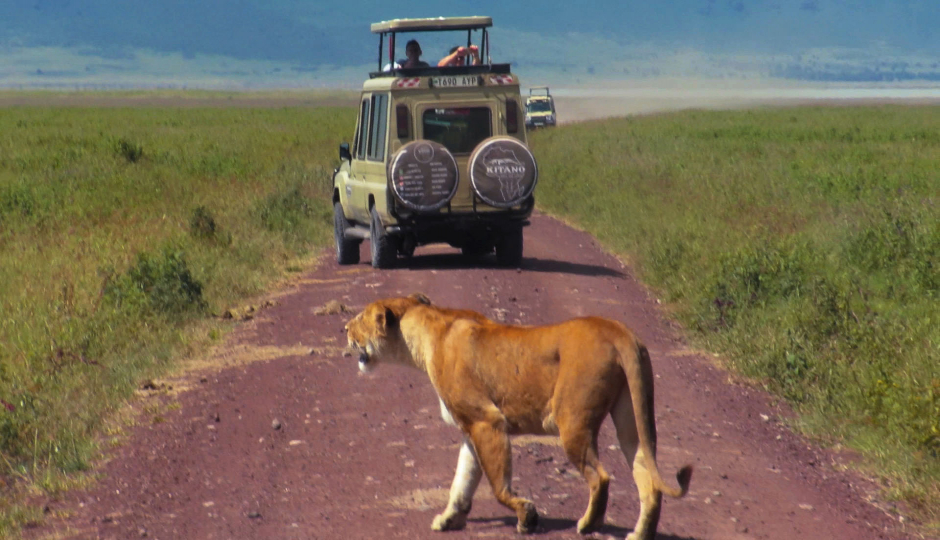 6 Days Calving Season Migration Safari 