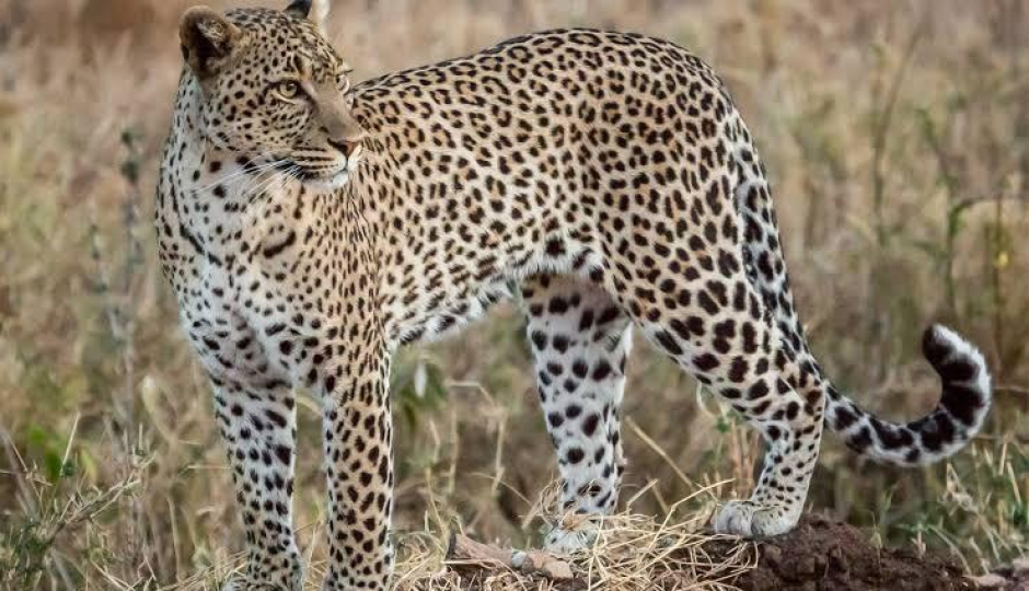 Slides Images for  Mid-range Shared Classic Wilderness Safar