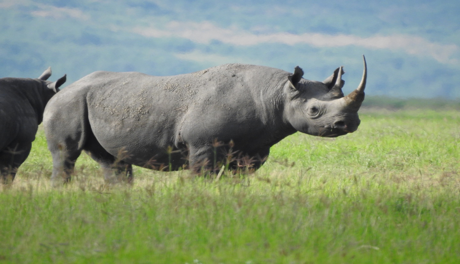 Slides Images for Wildlife Adventure Tanzania Safari