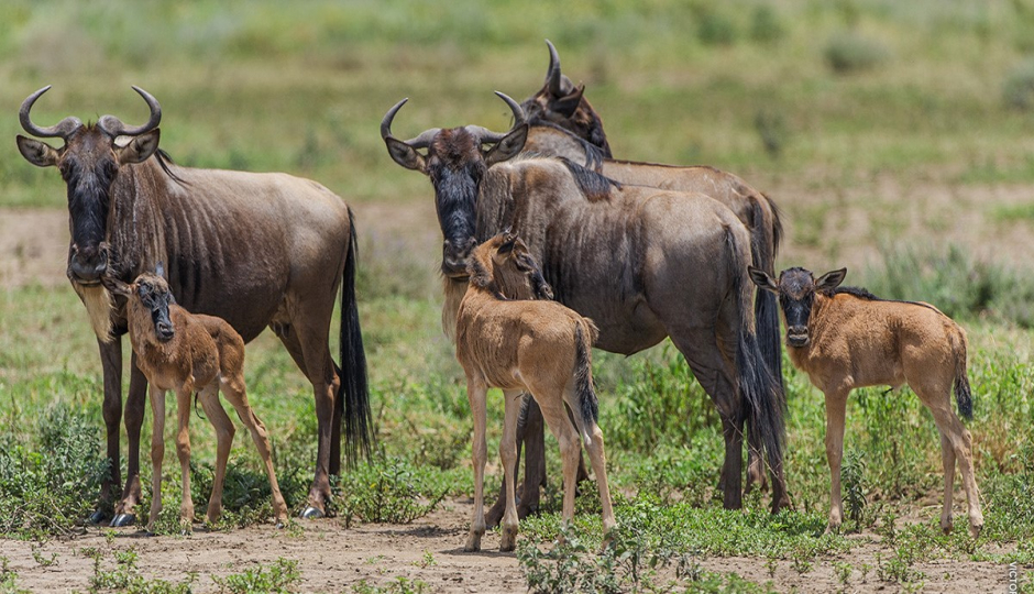 Slides Images for Mid-range Wildlife Safari 