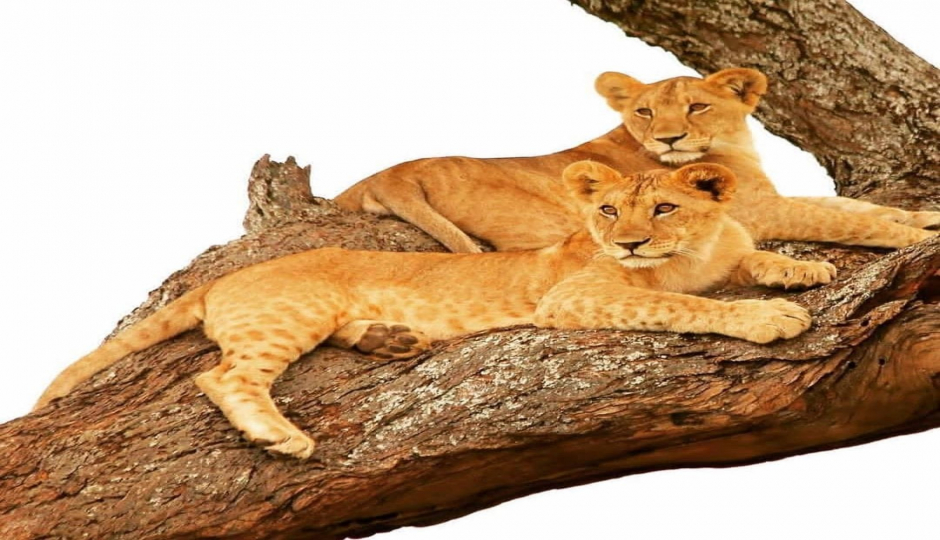 Slides Images for 5 Days Tanzania Adventure Camping Safari