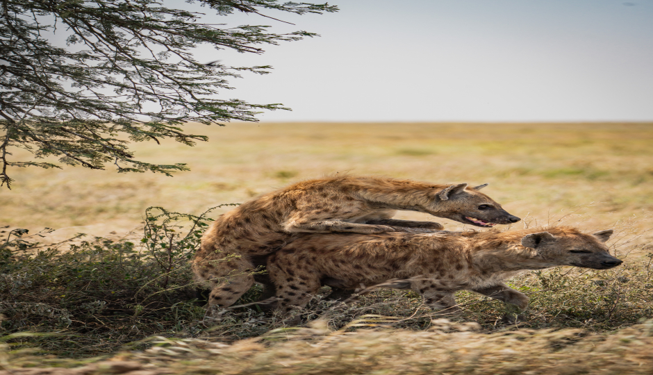 5-Day Nyerere & Mikumi National Parks Wildlife Safari