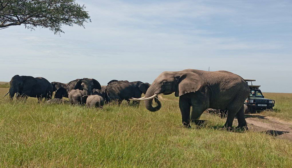 Safari 8 Days Across Kenya’s Finest Park