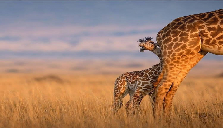 High-end Tanzania Safari
