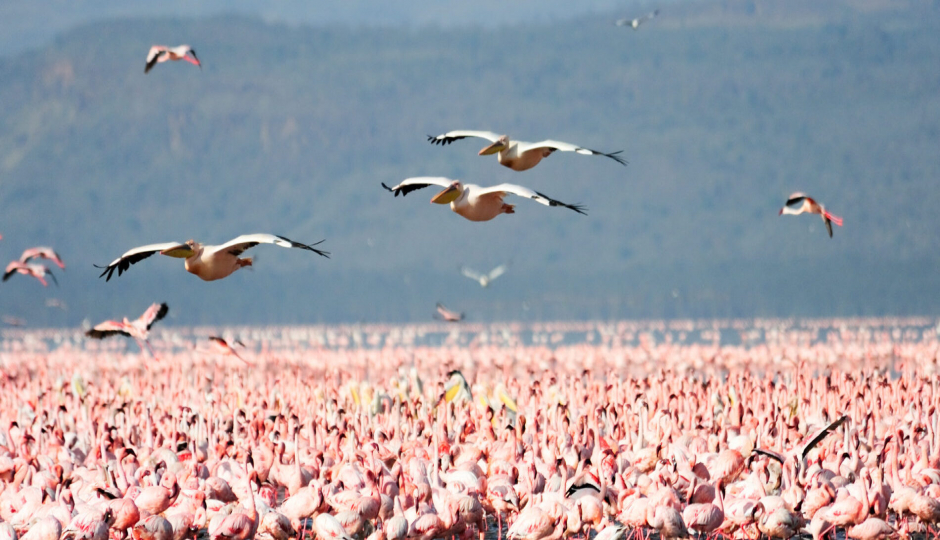  Best Day Trip Lake Manyara National Park