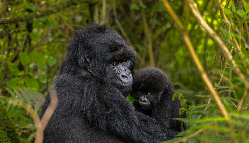 10-Day Uganda Luxury Gorilla & Chimpanzee Habituation Experience.