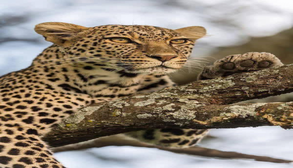 Slides Images for Memorable Safari In Tarangire | Ngorongoro | Manyara 