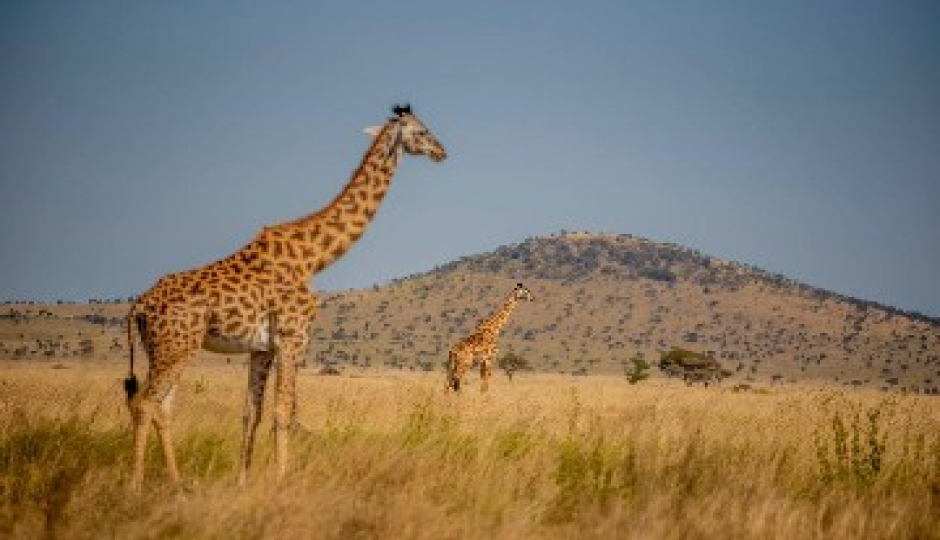Slides Images for Arusha National Park, Tarangire, Ngorongoro Crater