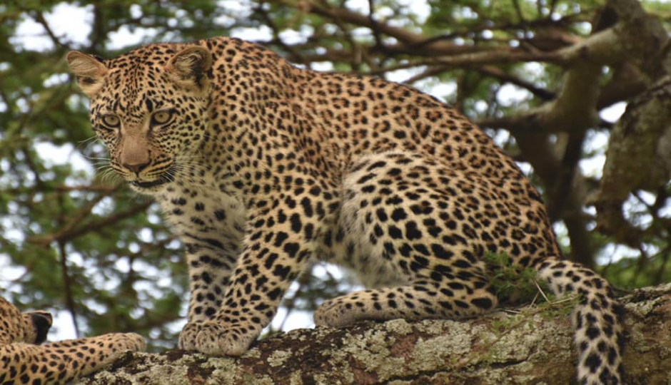 8-Day Tanzania Classic Safari: From Endless Plains