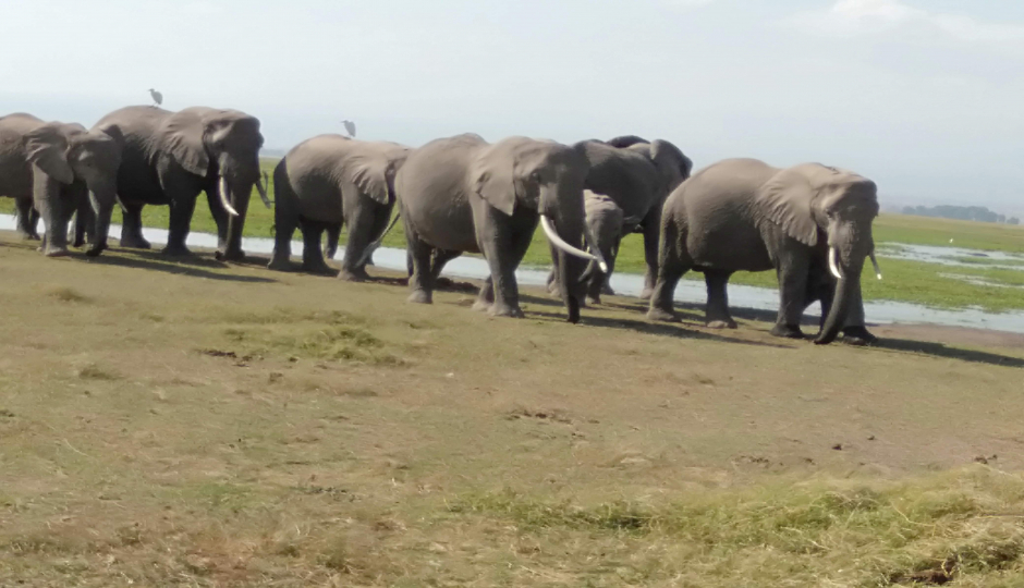 Maasai Mara/ Lake Nakuru/ Hells Gate / Amboseli 