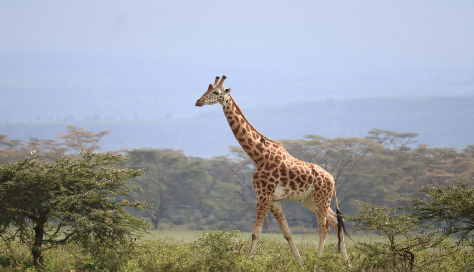 Slides Images for 7 Days, 6 Nights — Northern To Southern Safari Adventure.