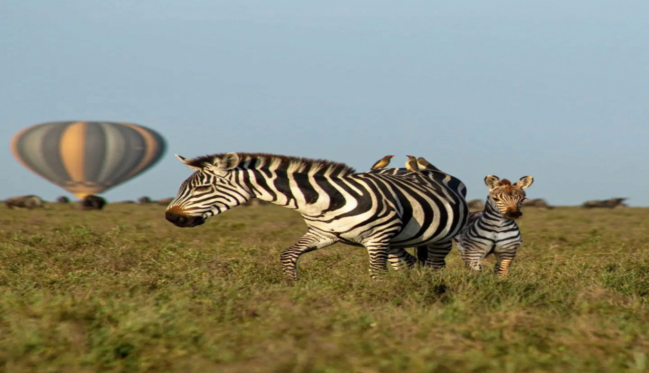 Great Migration Ndutu Serengeti & Ngorongoro Trip