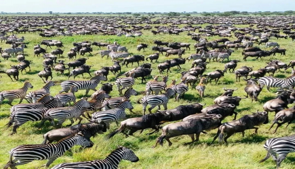 Slides Images for Tanzania Classic Safari