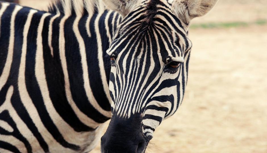 Slides Images for Day Trip Safari From Dar Es Salaam To Mikumi Via Sgr