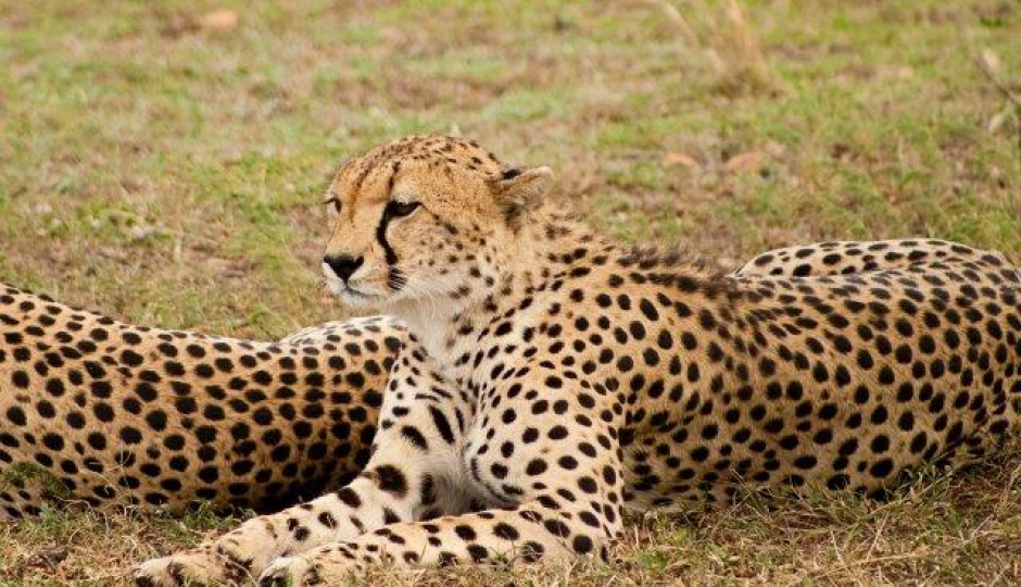 5 Days Tanzania Sharing Safari