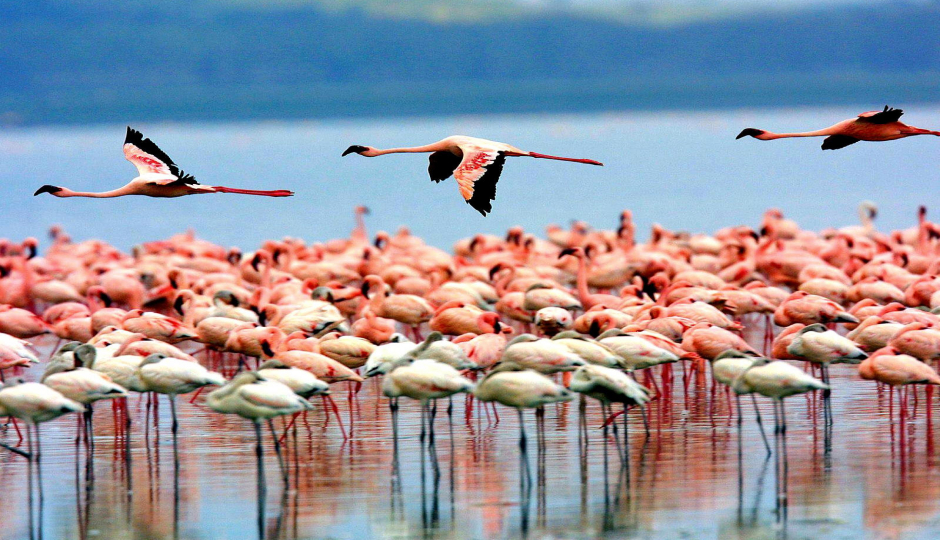 Slides Images for 7 Day Perfect Holiday Safari