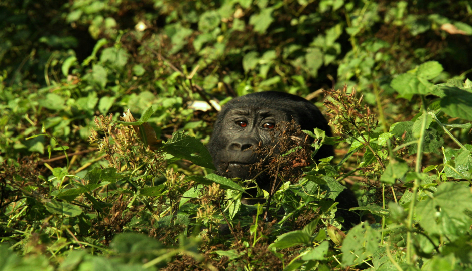 Gorilla Trekking And Safari Tour