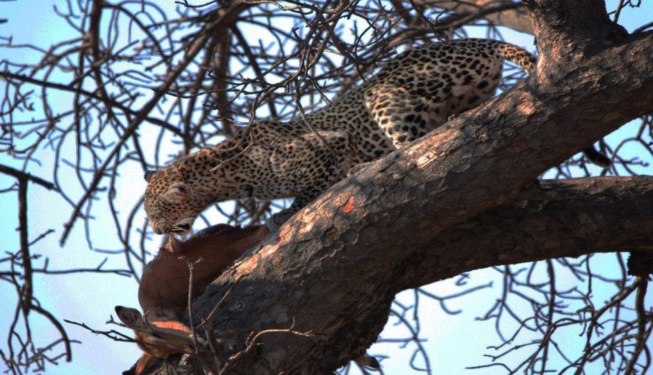 6 Days Of Great Tanzania Serengeti 