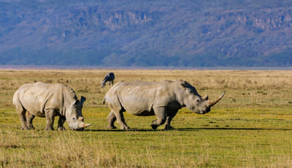 The Best 3 Days Tanzania Safari To Serengeti & Ngorongoro Crater