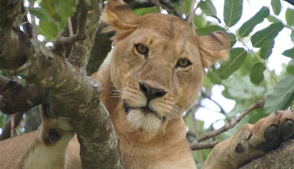 Slides Images for  Best Day Trip Lake Manyara National Park