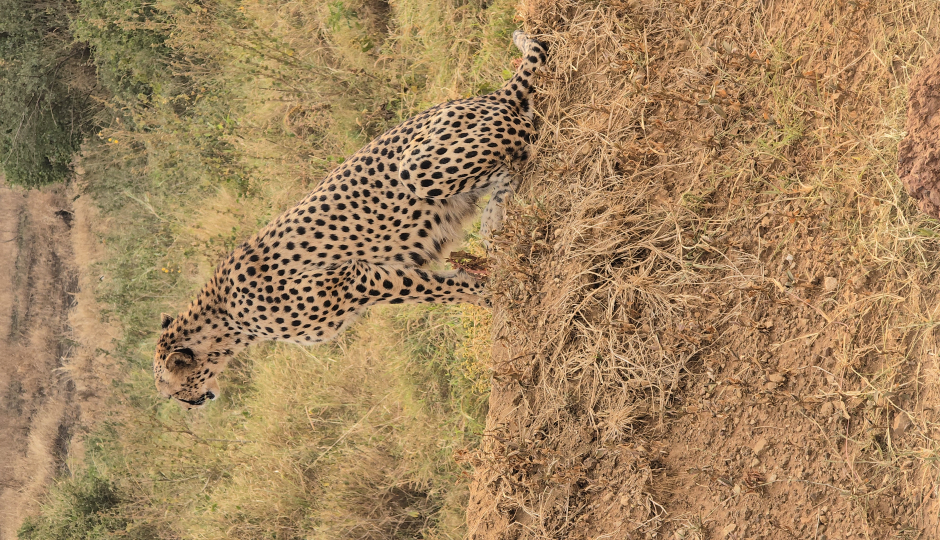 Luxury Splendor Of Tanzania's Grand Wild Safari